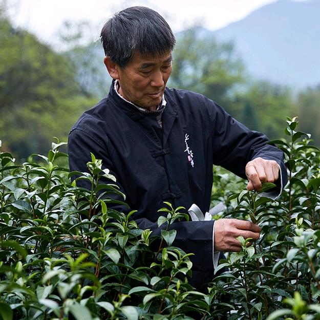 祁野茶叶旗舰店