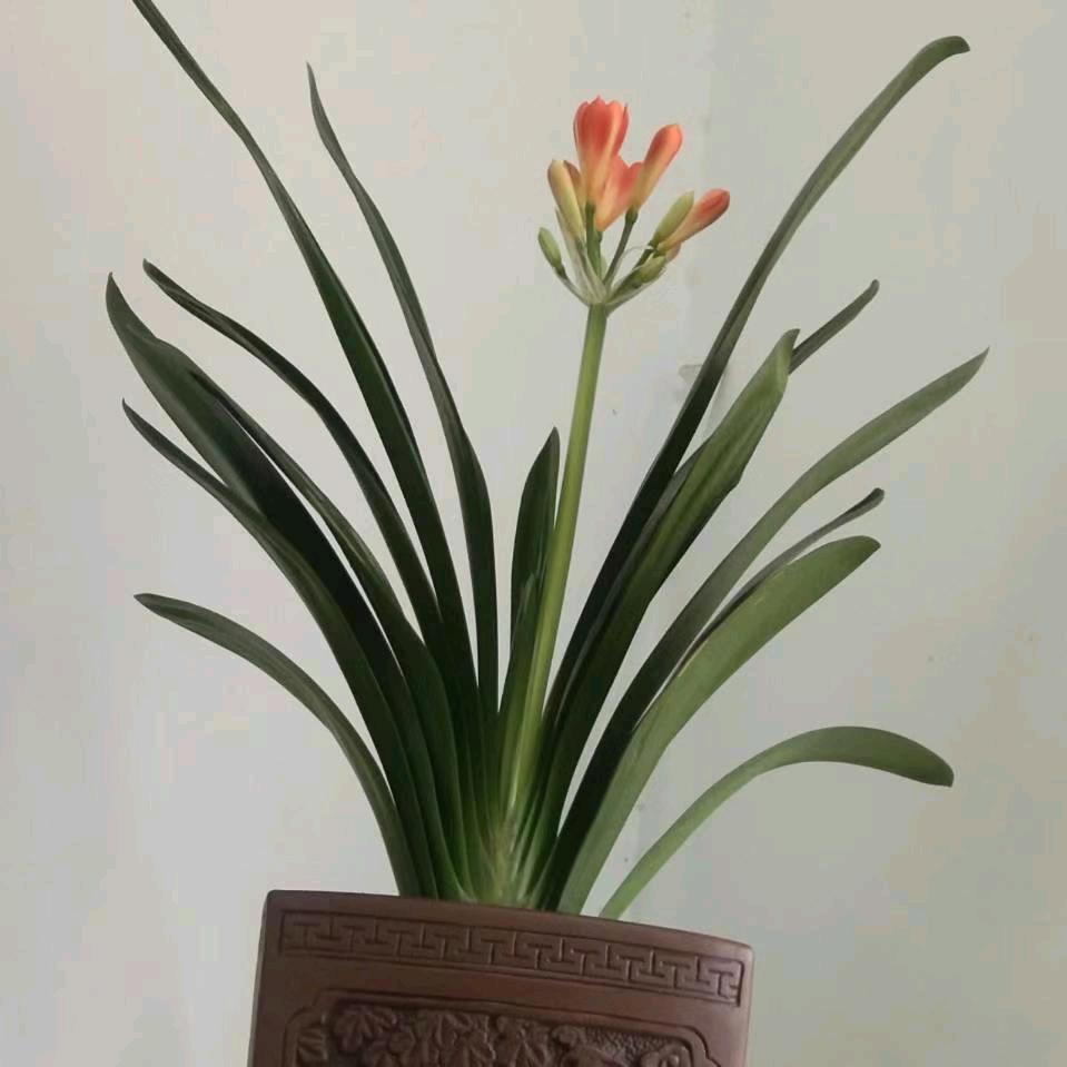 朱雪芳