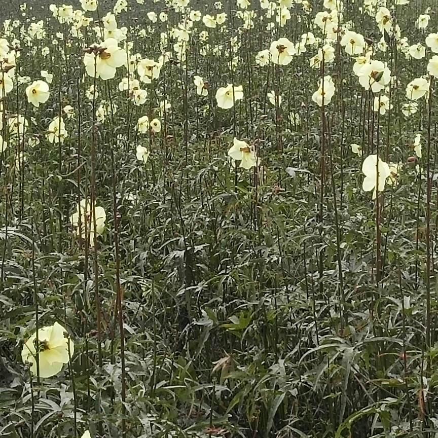 三三