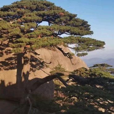 抓不住的沙子扬了它