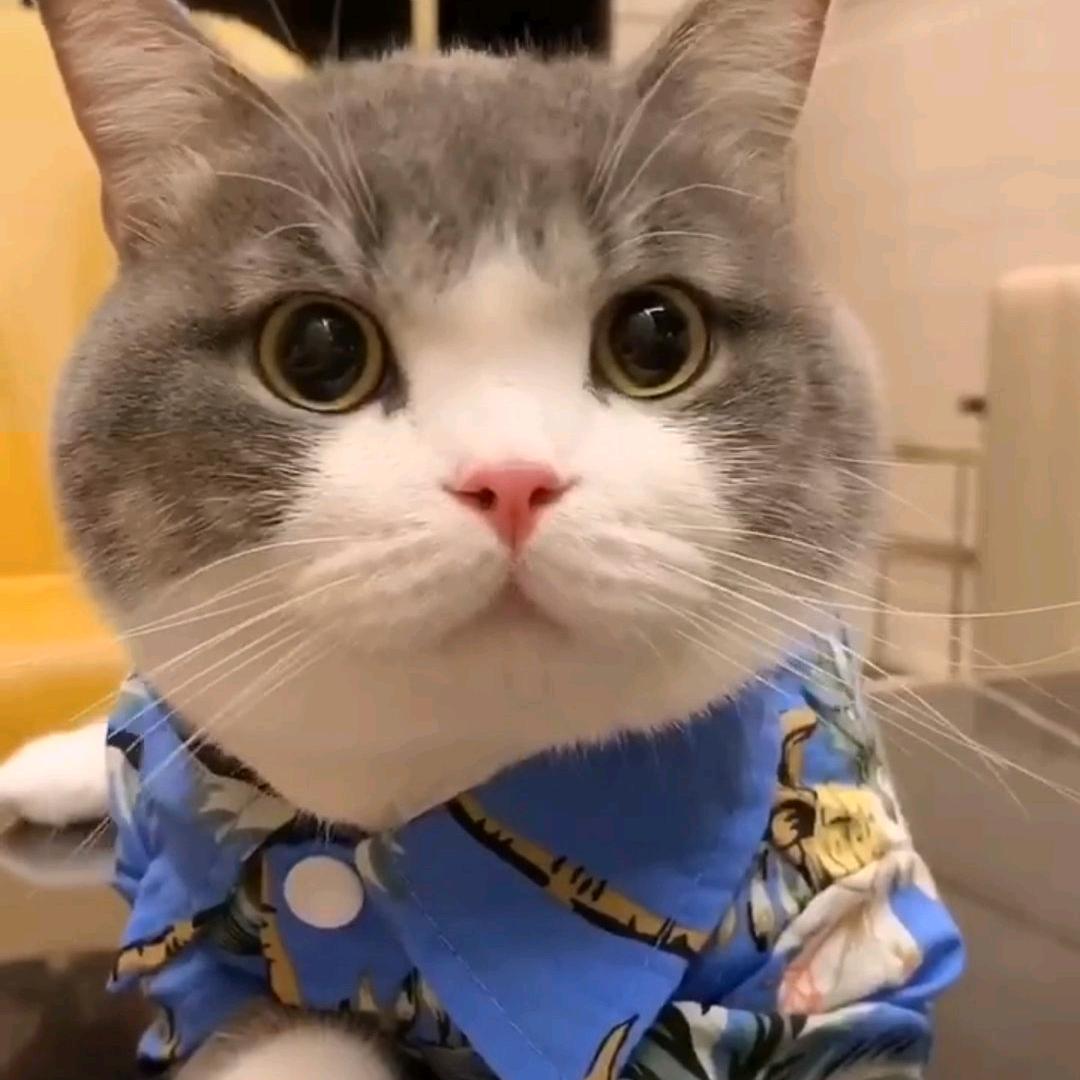 Rinya