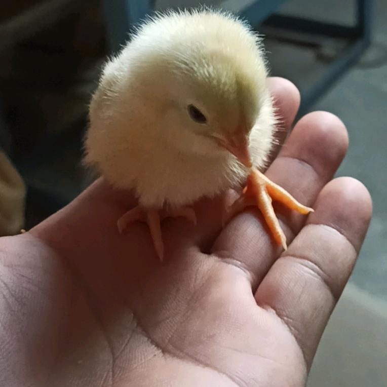清风醉人