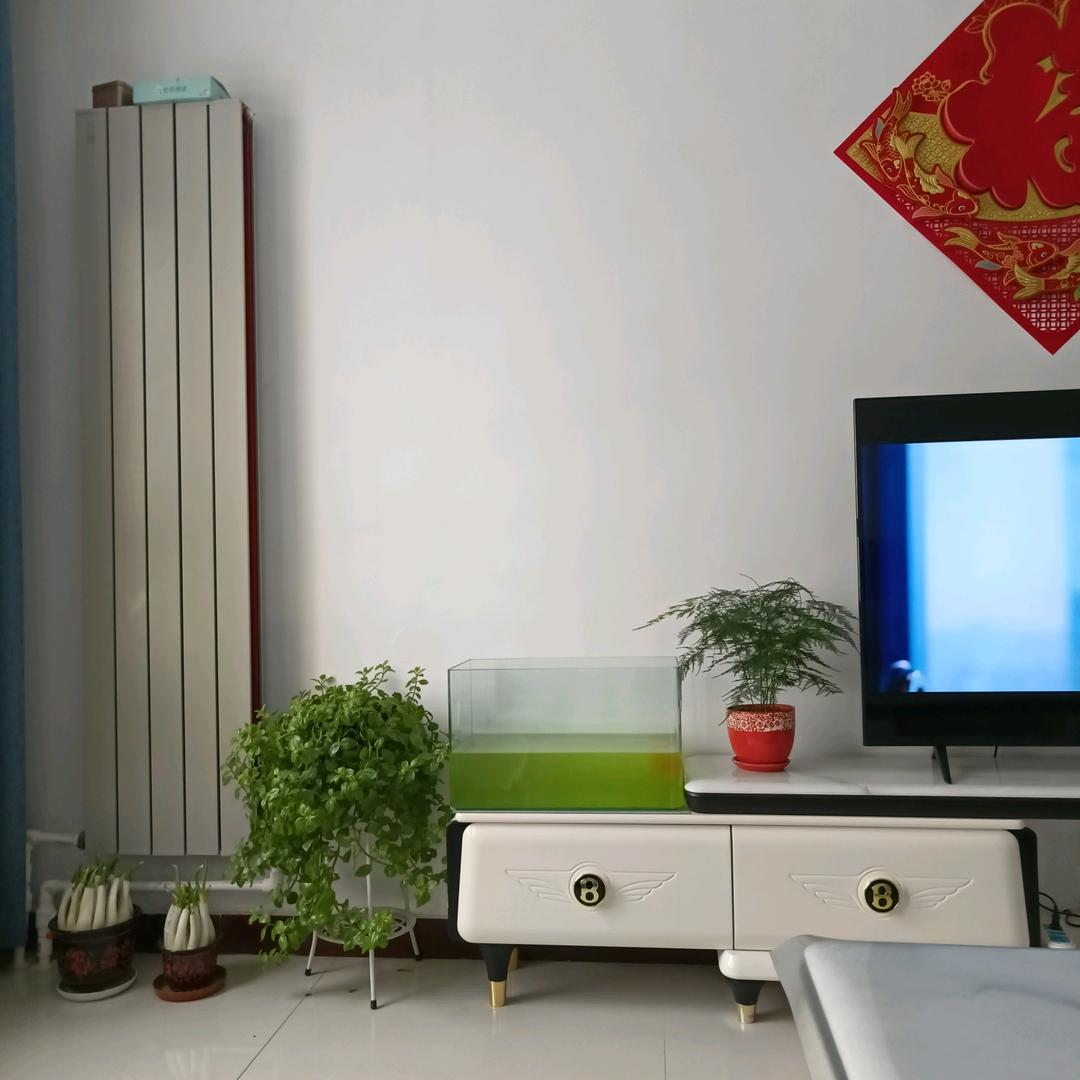 用户569136992021相思豆