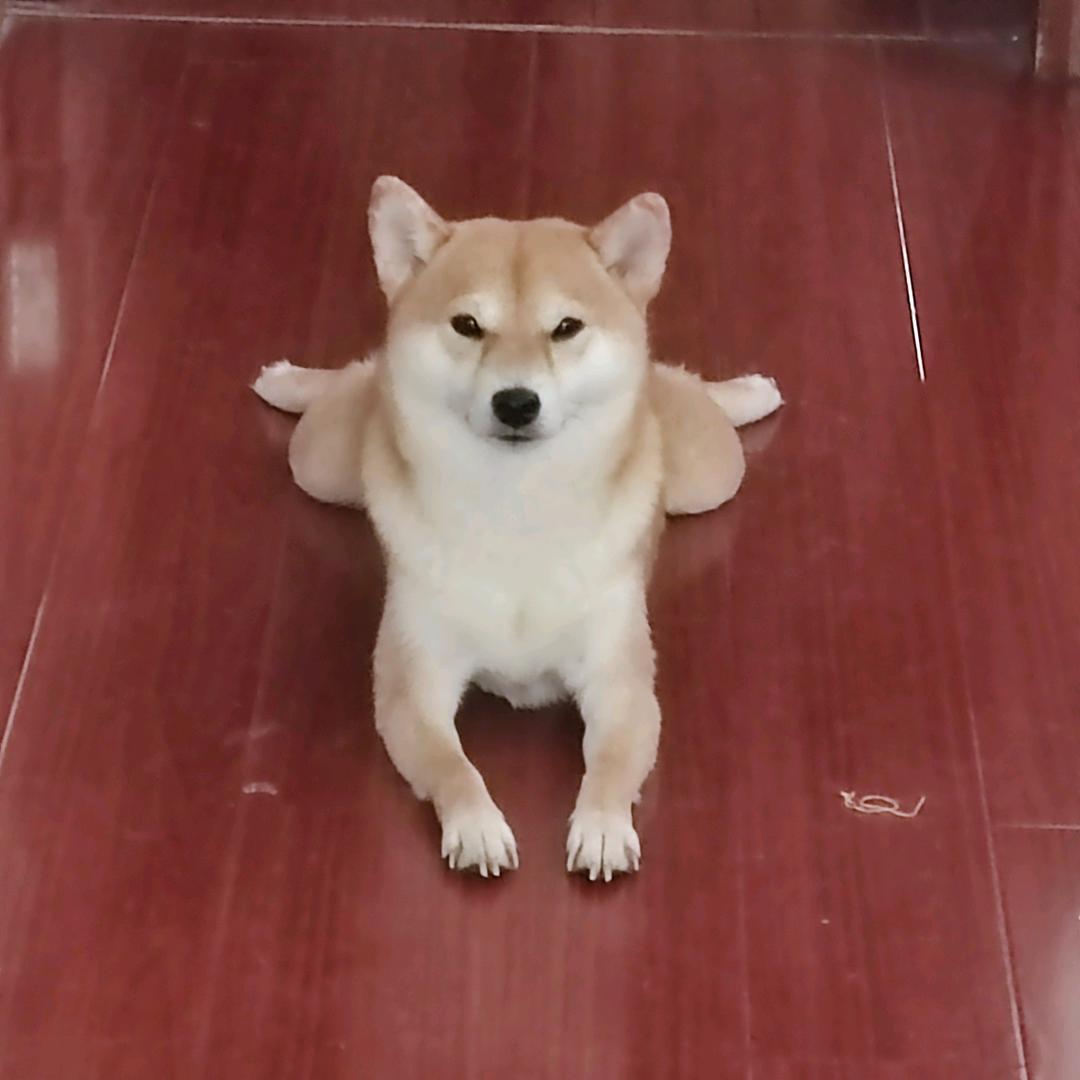 柴猪饲养员