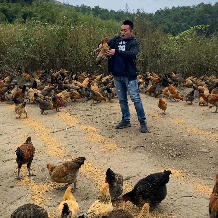 叶靖