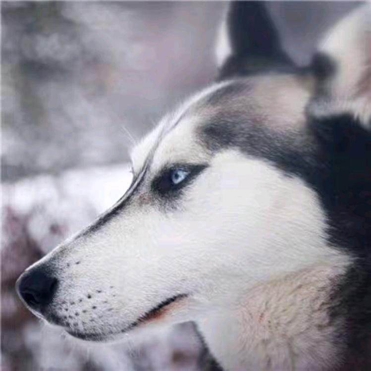 一个烦人