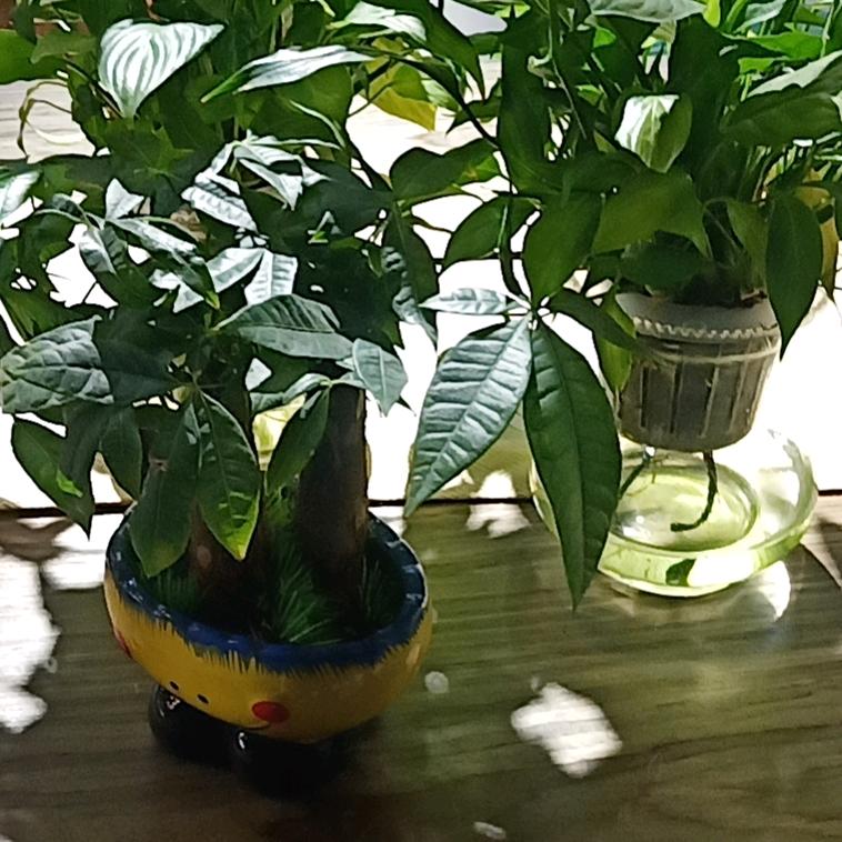 被海浪揉捏过的miss