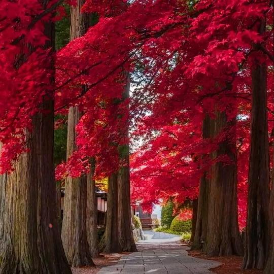 一叶知秋(◦˙▽˙◦)