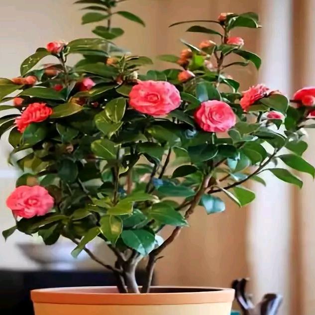 用户2856887085814糖糖