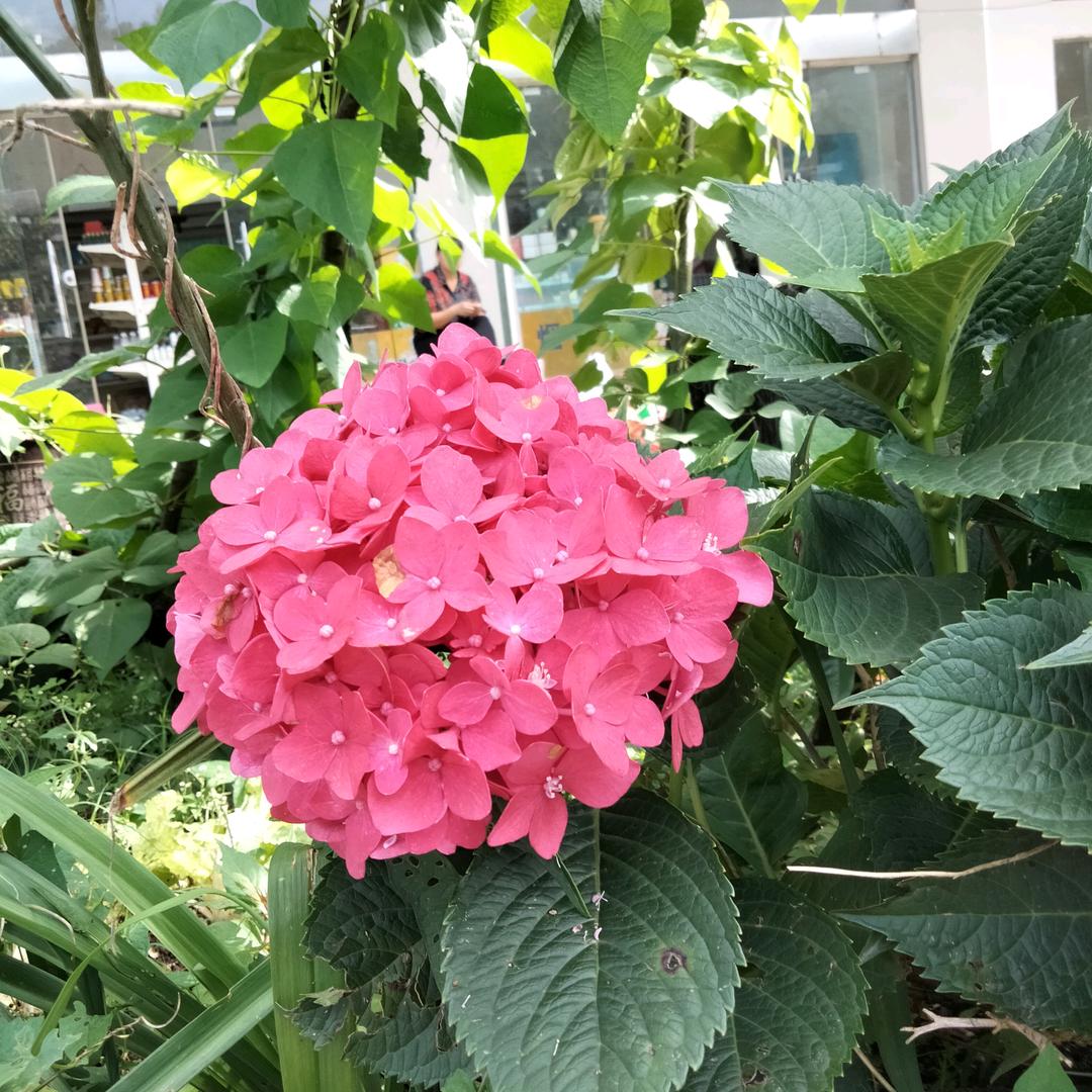 邓