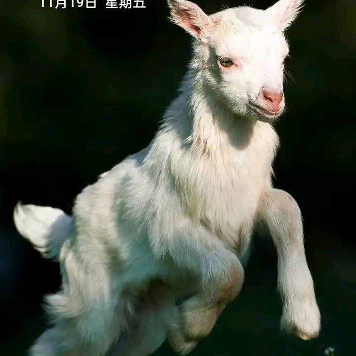 怀仁市专业剪羊毛