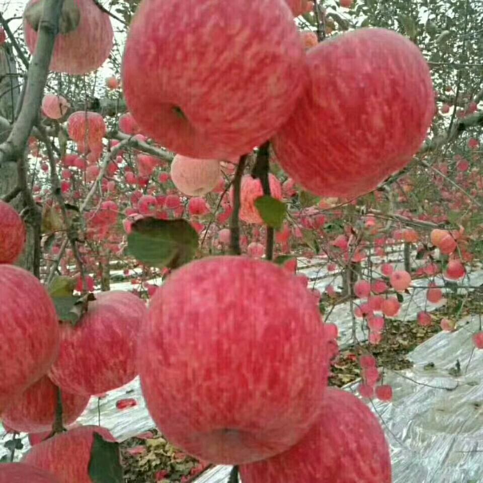 自家的苹果