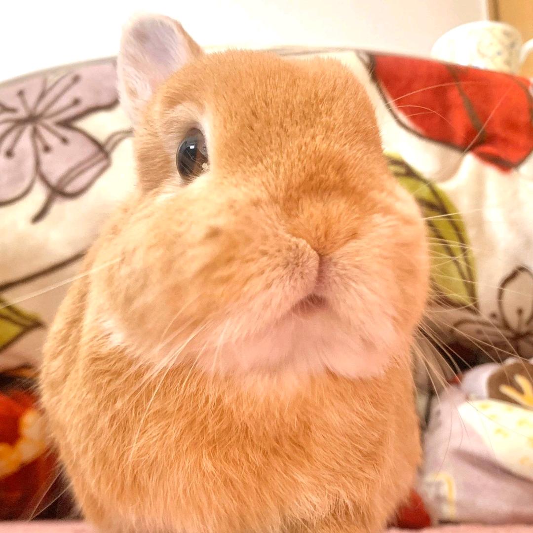 兔子哥🐇（乌萨奇版）