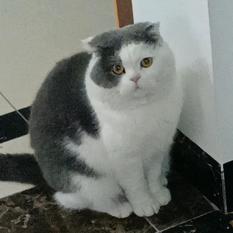 小草依人