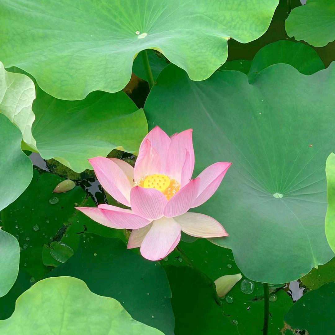 掌心里的追美味,舌尖上的中国香。