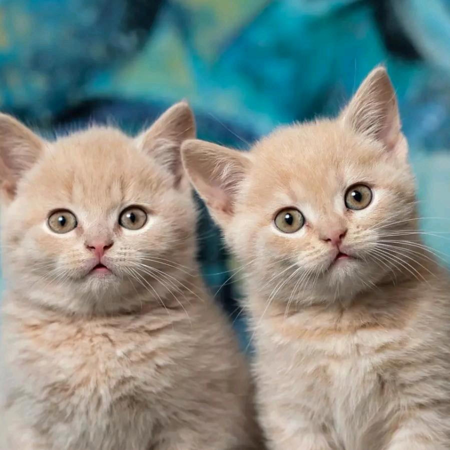 做一个简简单单的自己