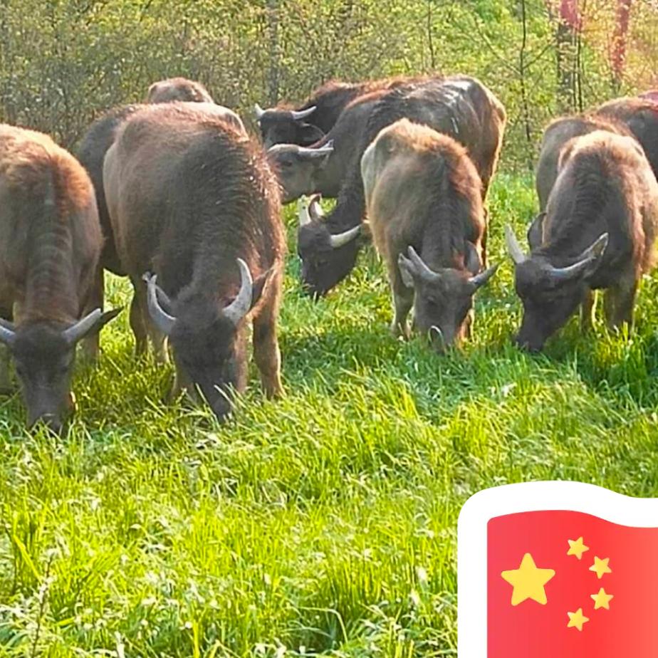 张永虎