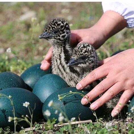 鸵鸟养殖励志记
