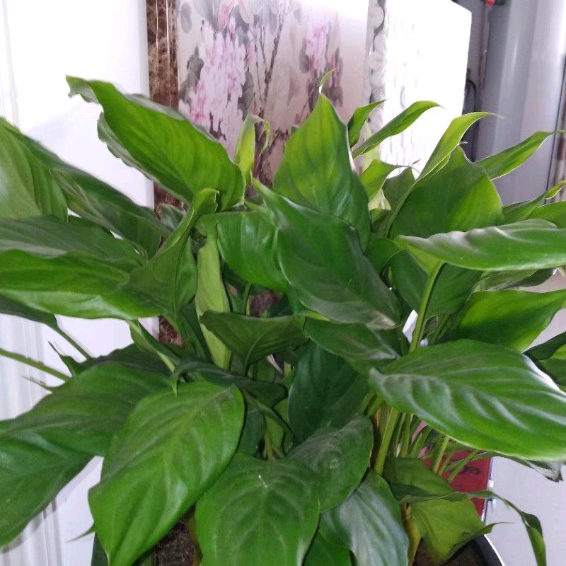 小小草