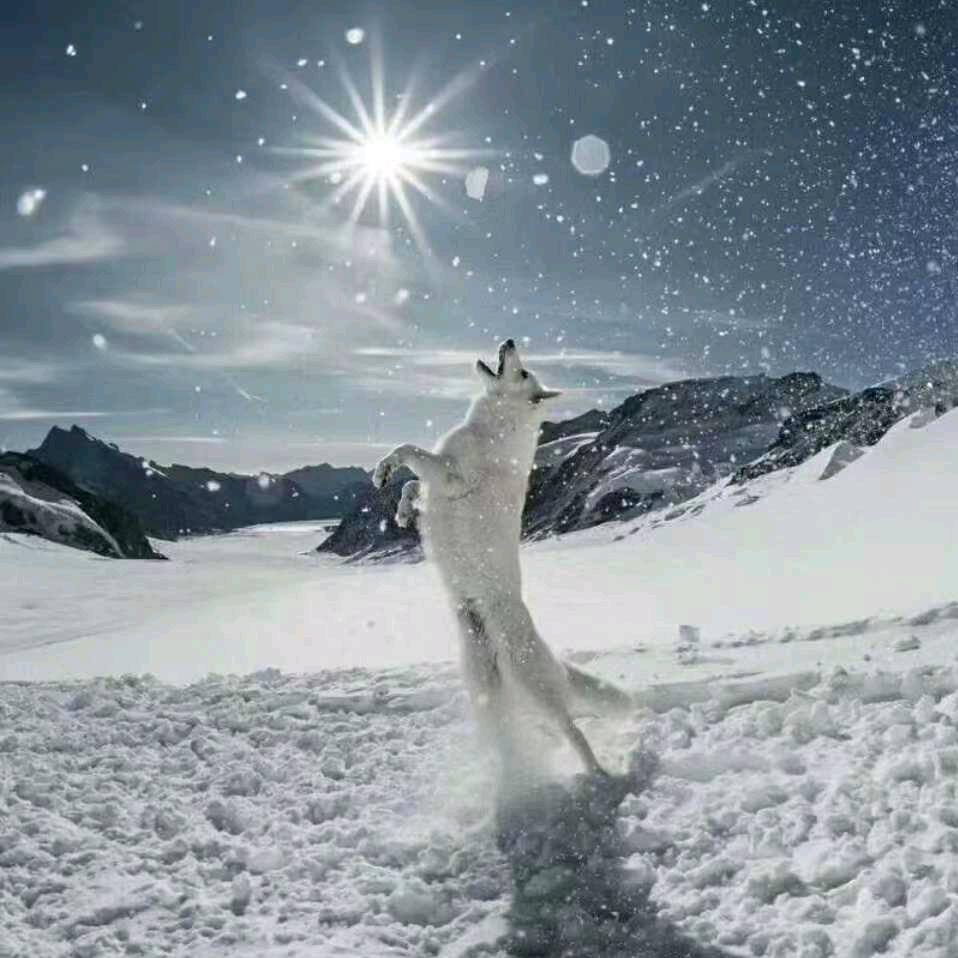 孤狼