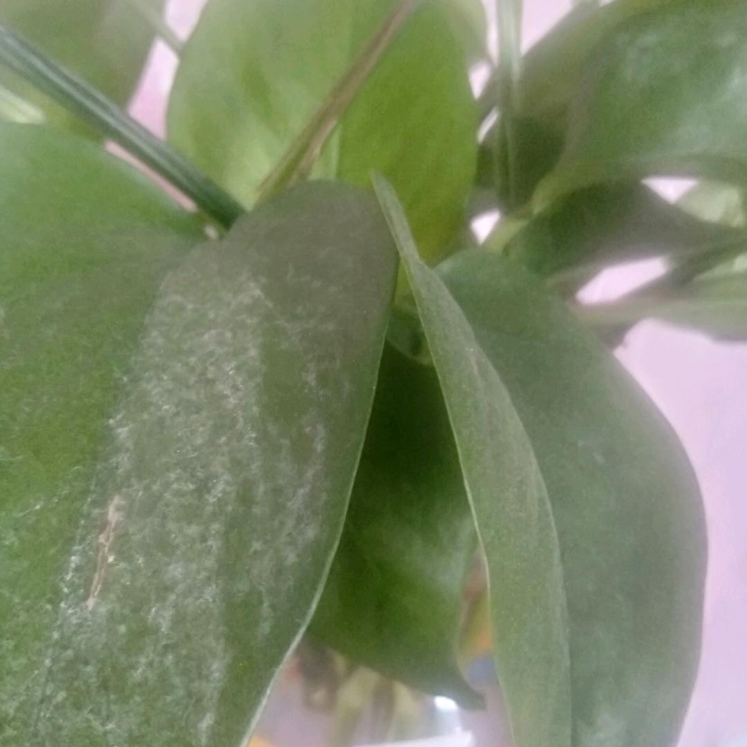 红玫瑰