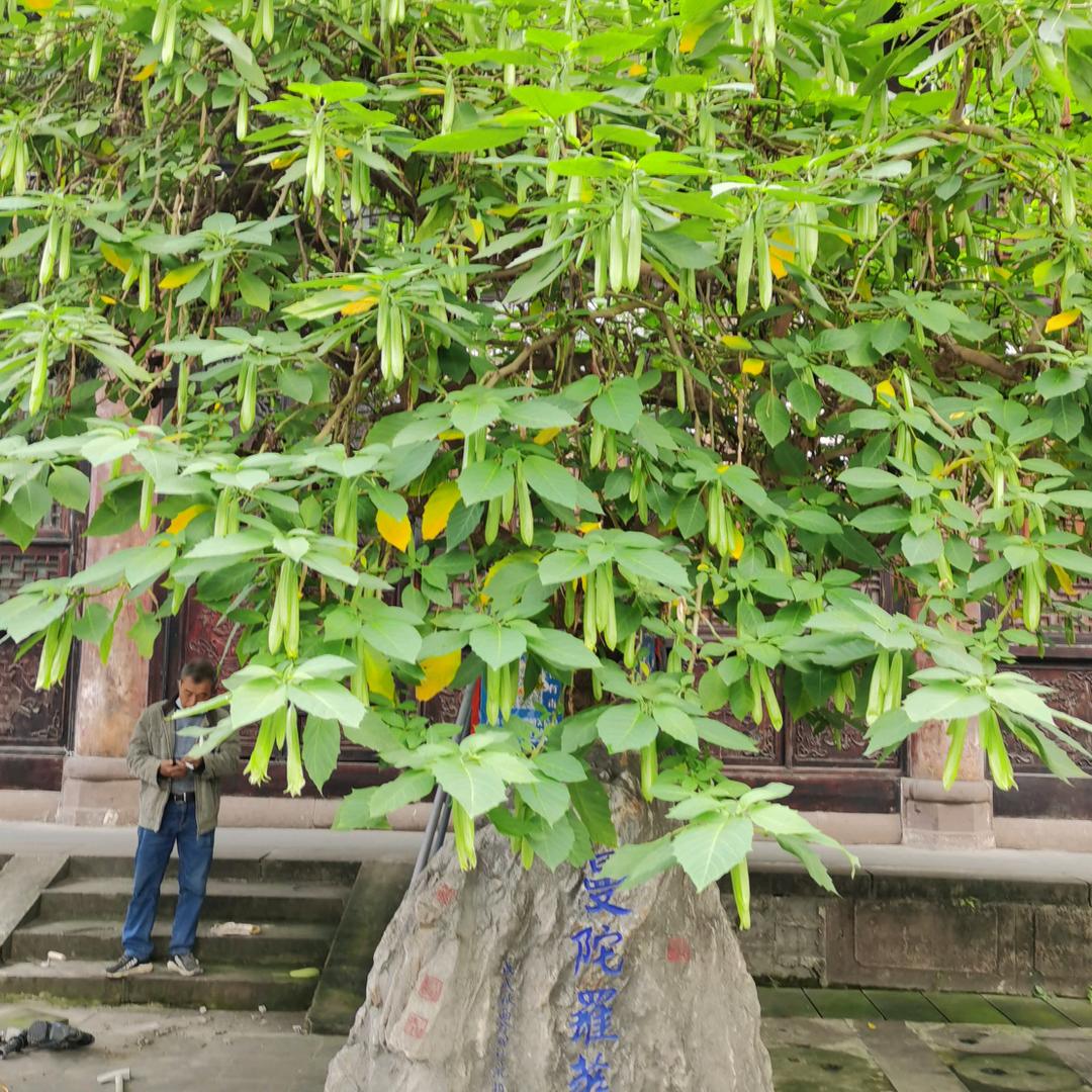 天使有翅膀（谢绝连赞）