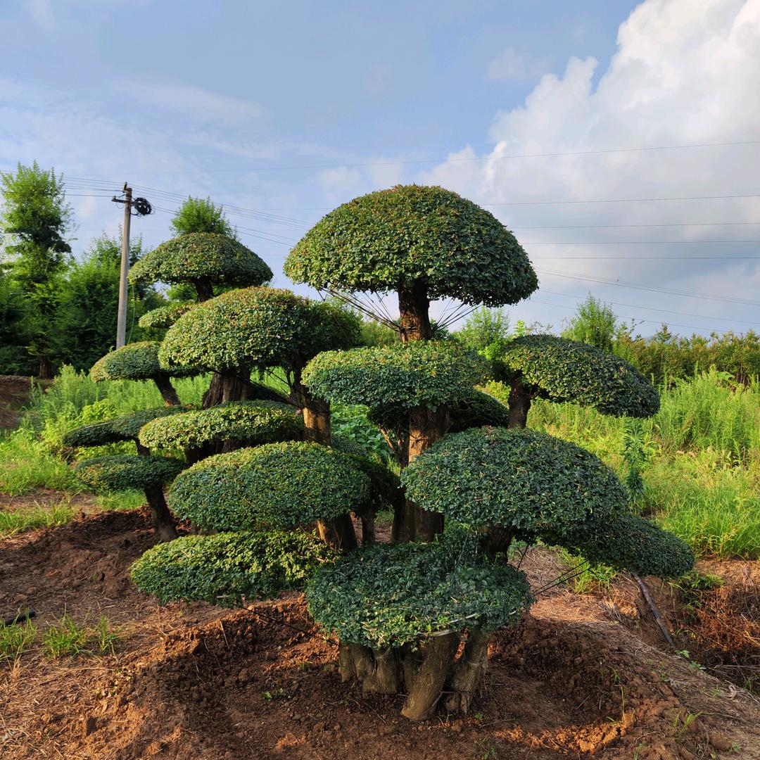 湖北京山恒艺园林