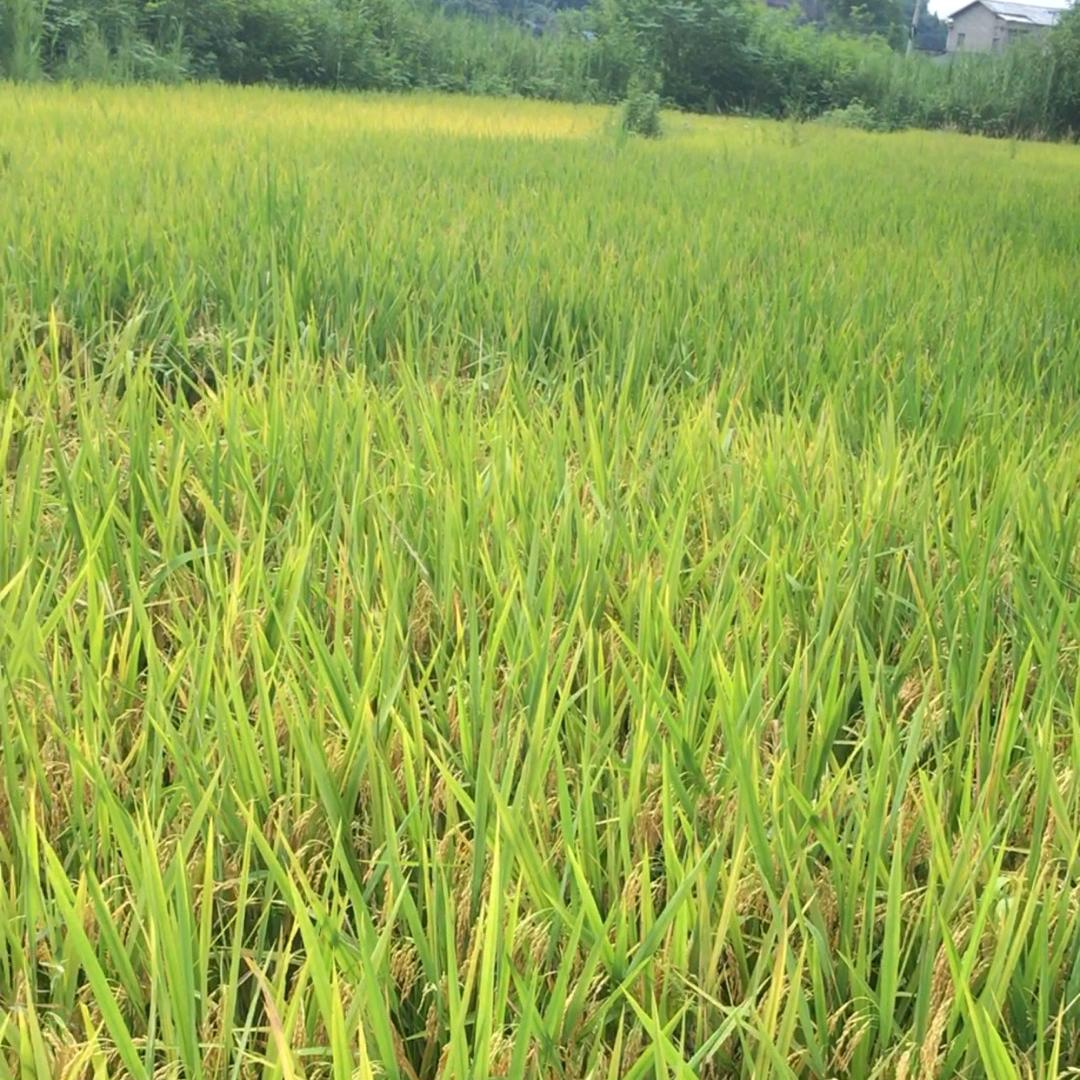 潼乡稻花香