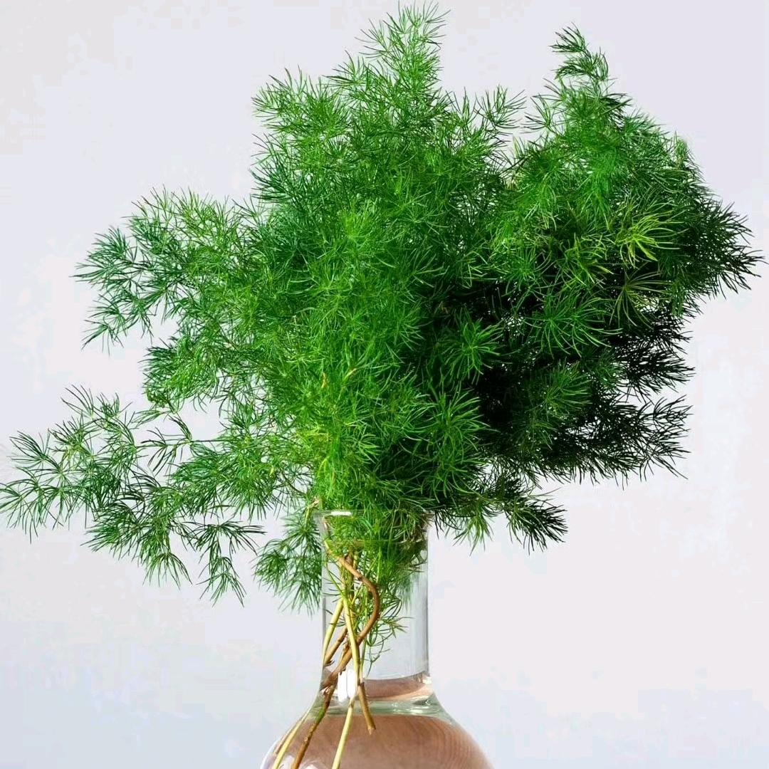 姬建军（蓬莱茶阁）