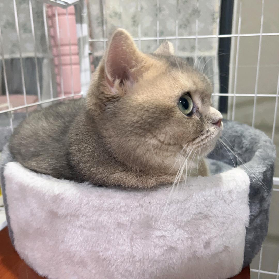 熊猫咪咪36