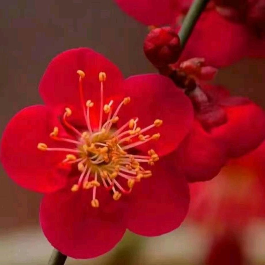 谢长芹