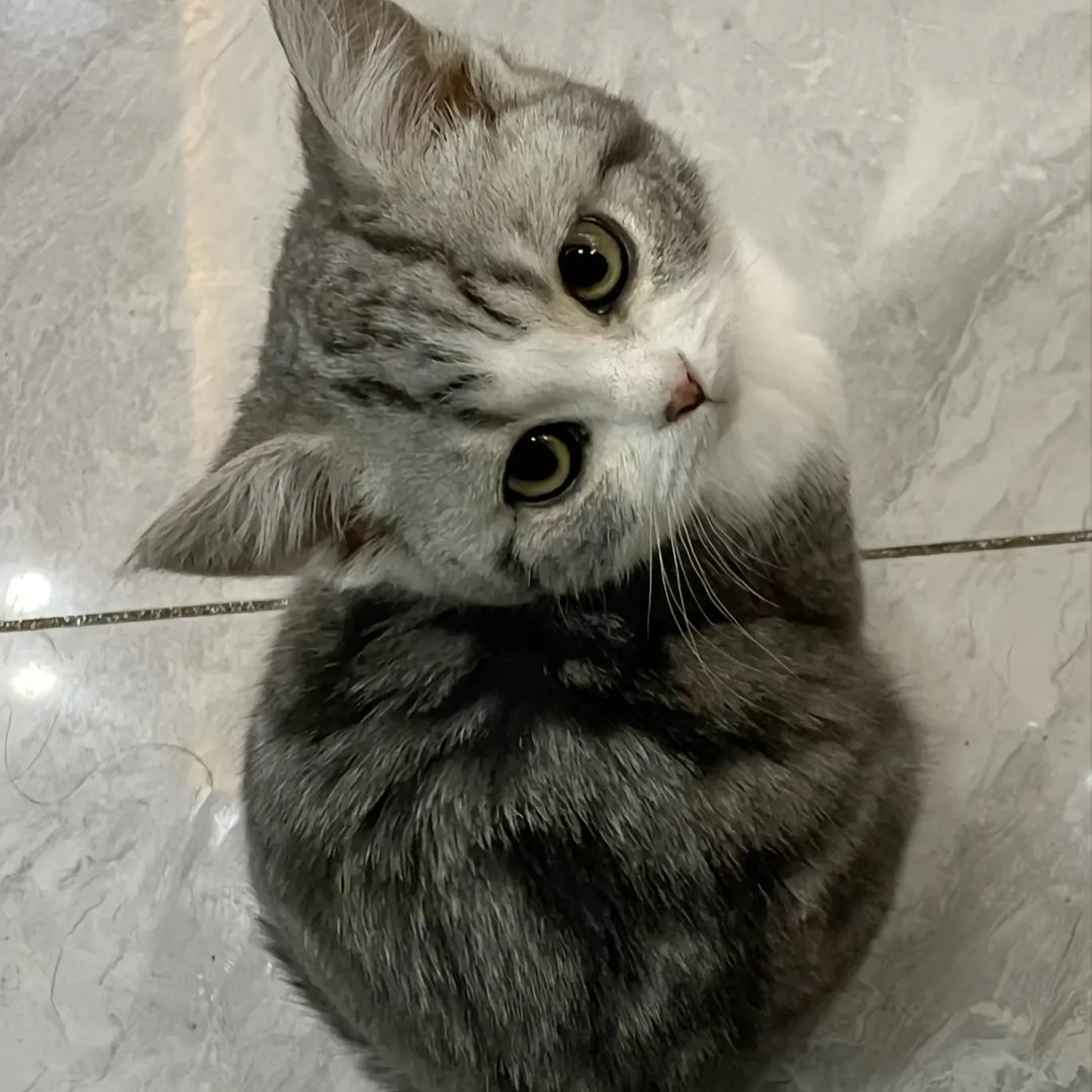 牛肉炒粉