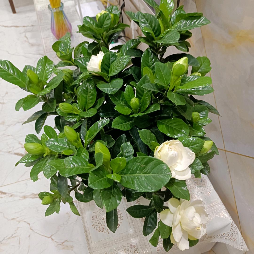 甄李哥洪湖鸭子-王化静