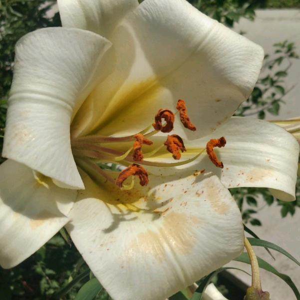 百合
