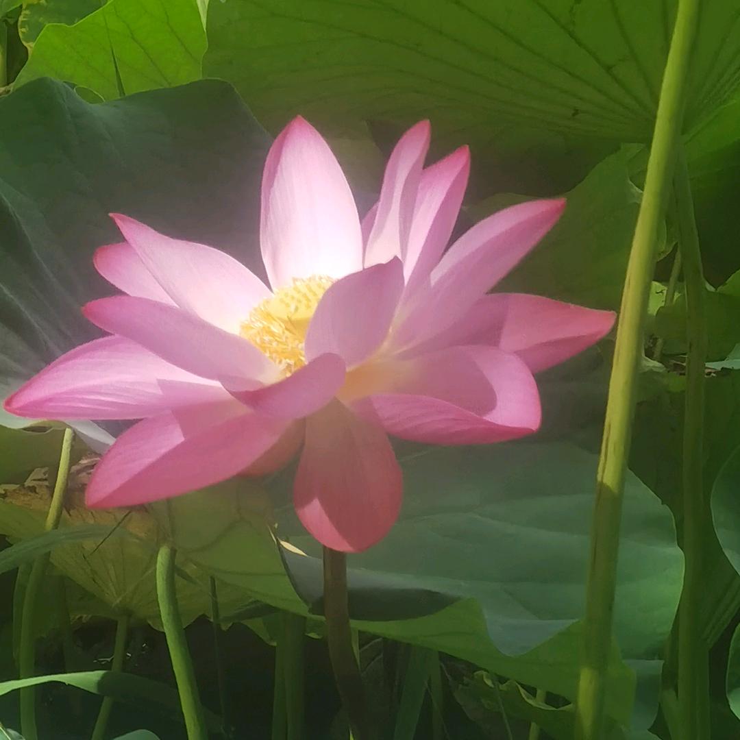 默默无语