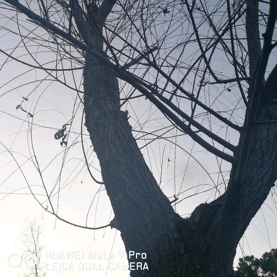 彗星