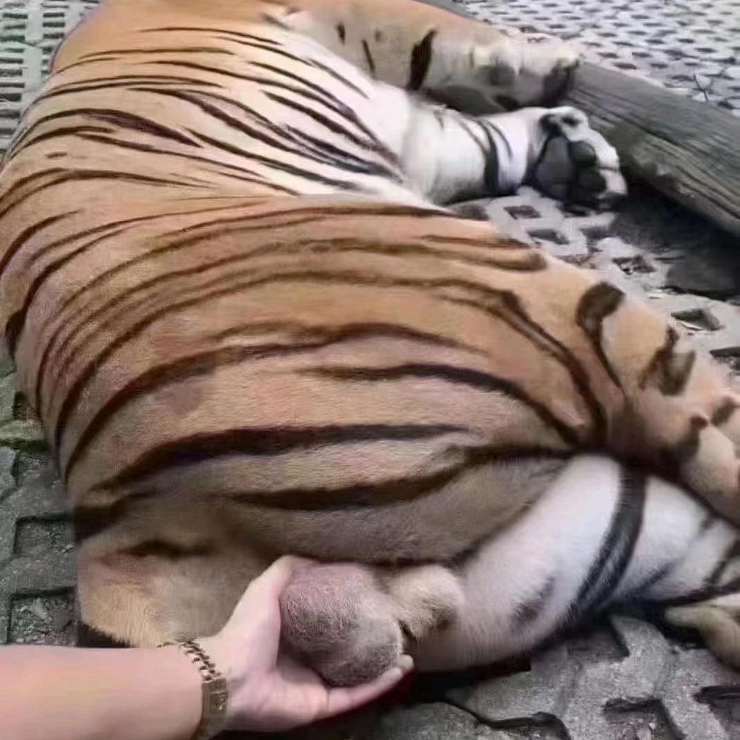 树先生的树袋熊