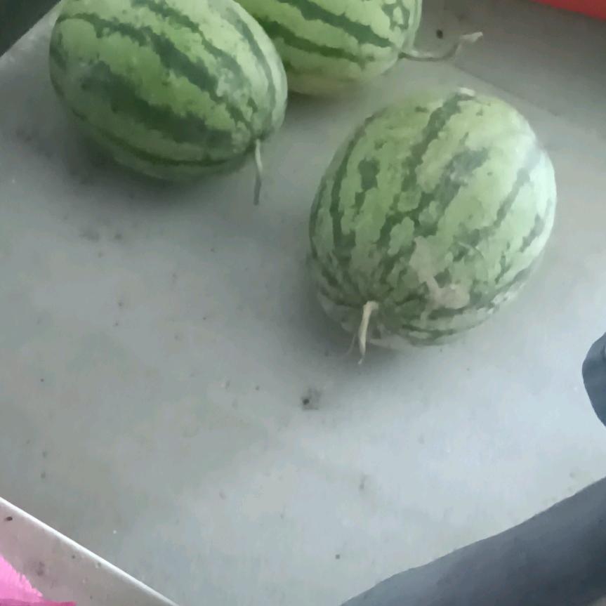 会飞的狼