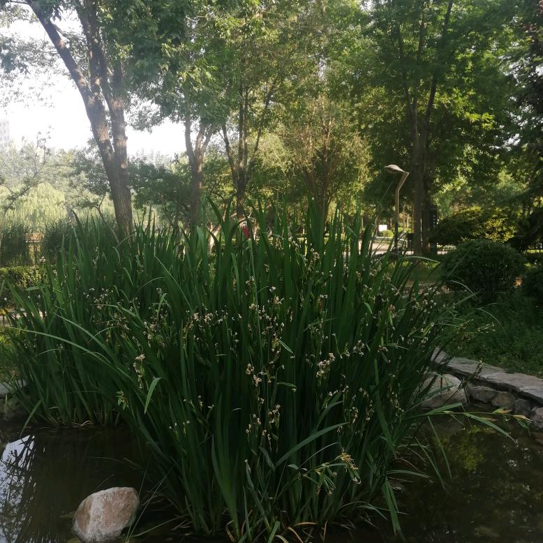 晨曦