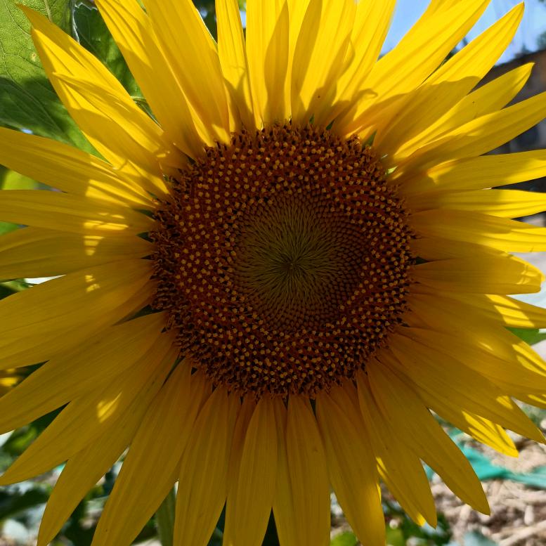 草丛中的一朵花🦁