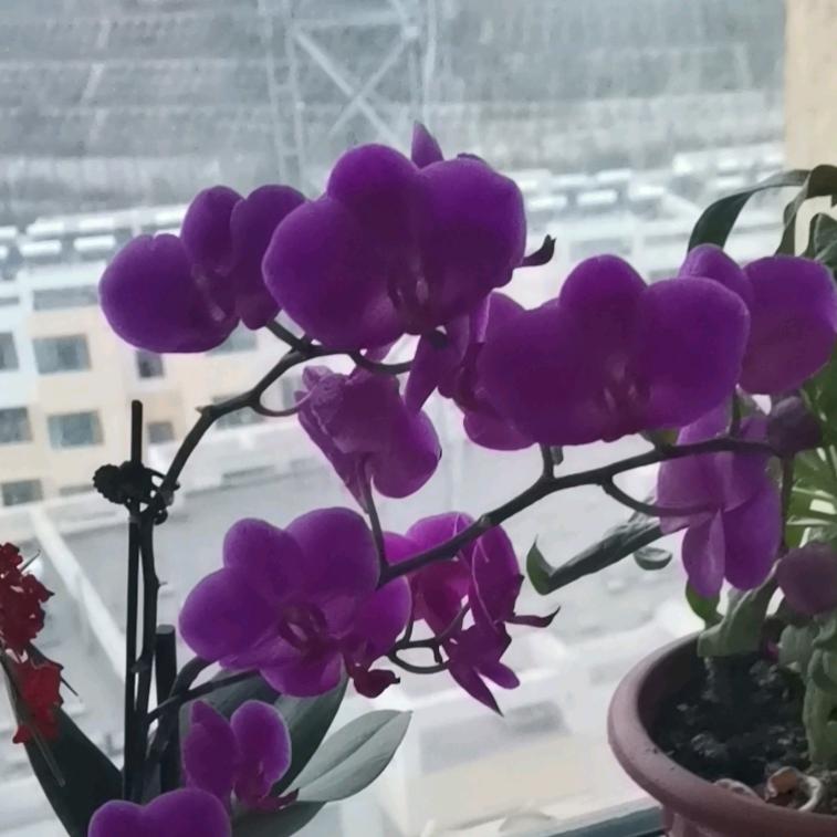 但愿人长久千里共婵娟