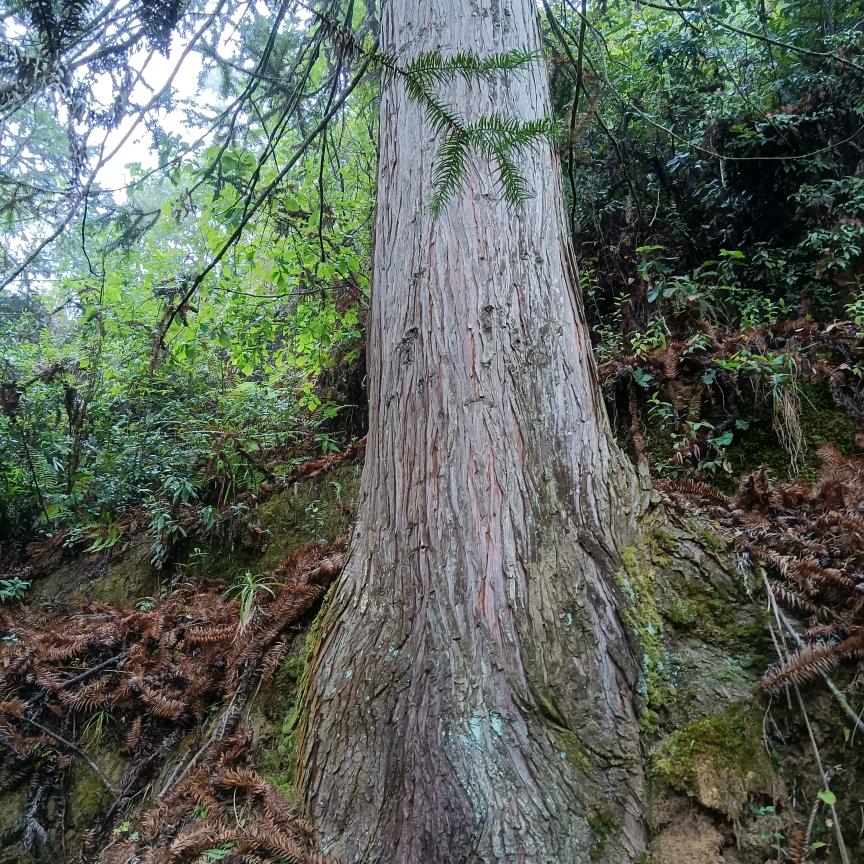 出售木地杉木，老寿木，
