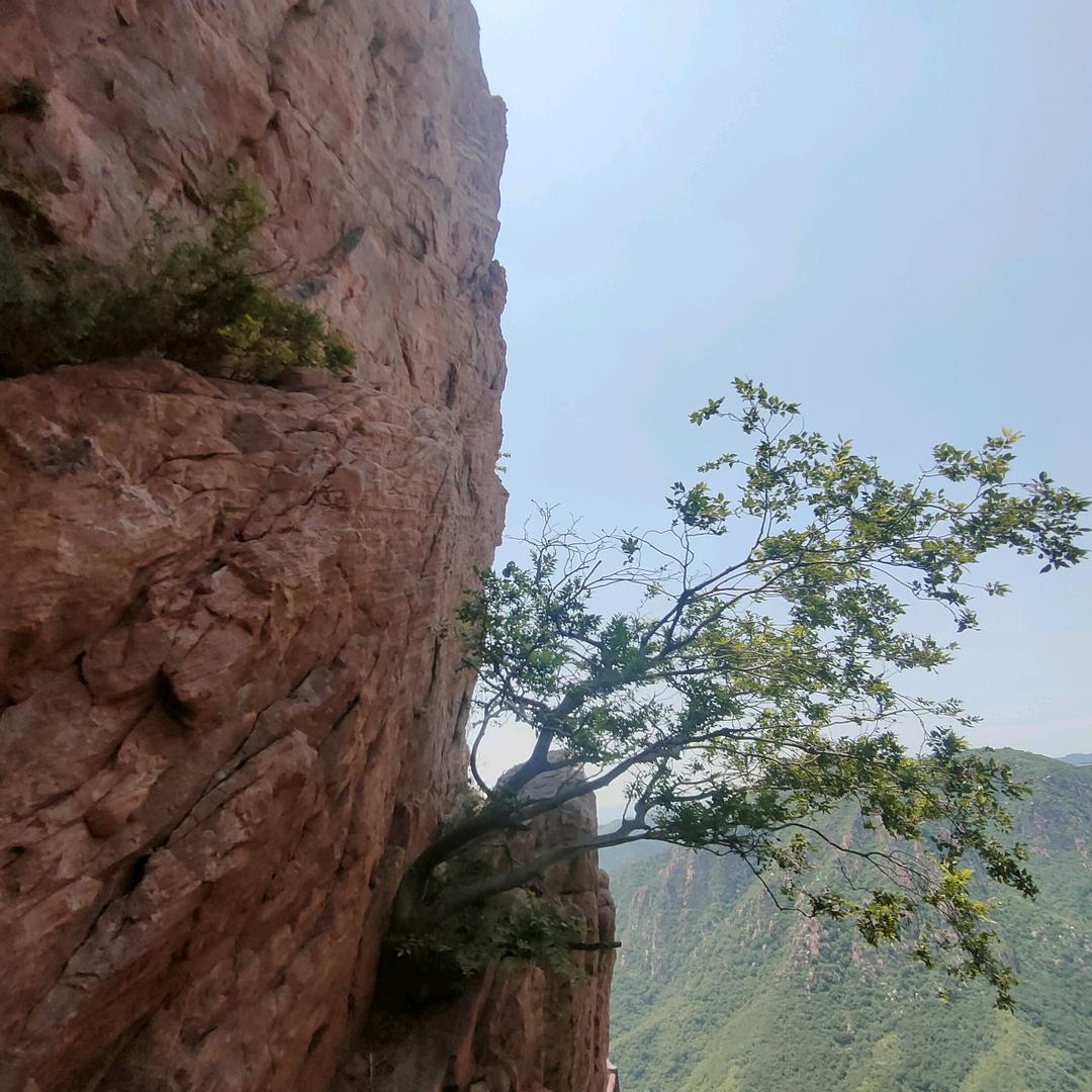 紫色偶然