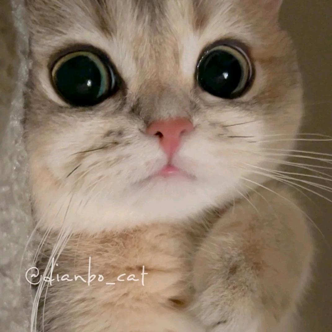 ﹌馨⊱