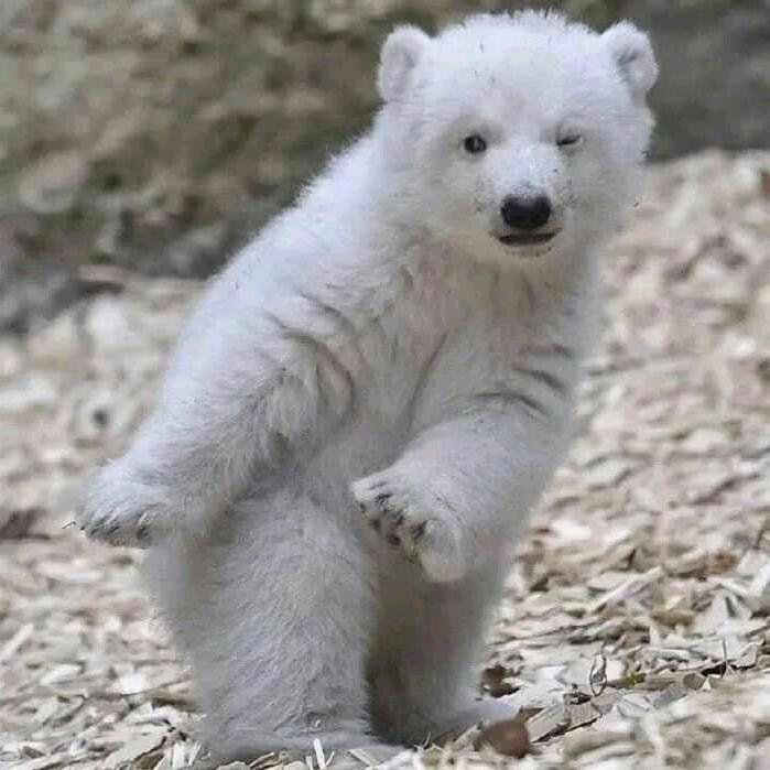 林。