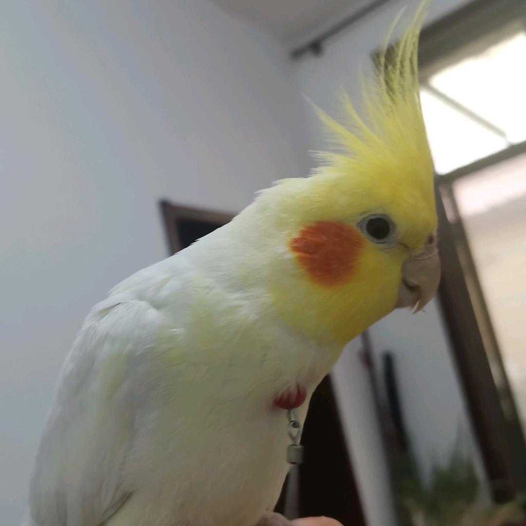 鹦鹉超哥