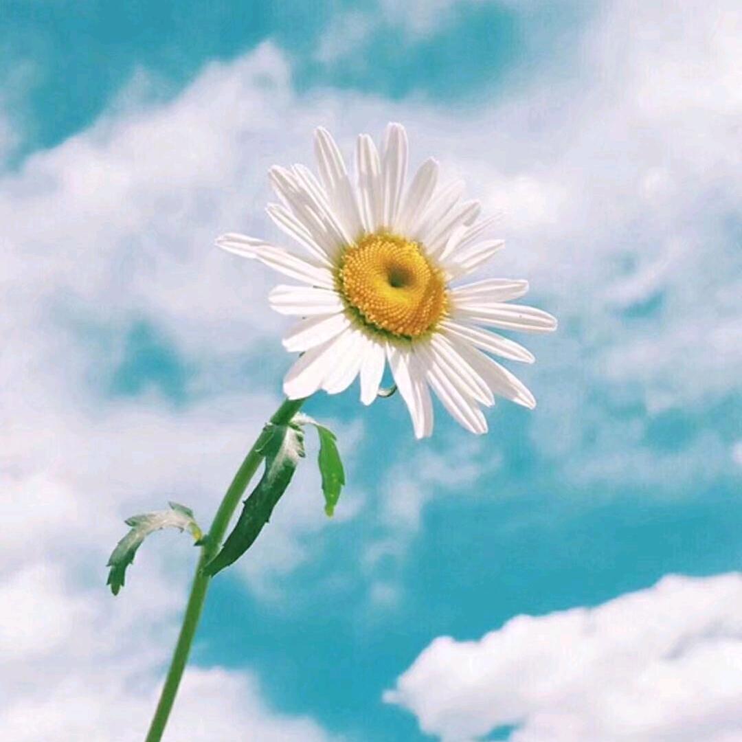 狗尾巴草