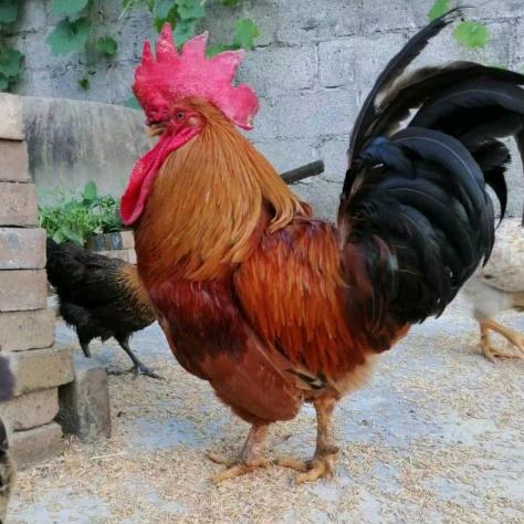 志广农牧-鸡鸭鹅