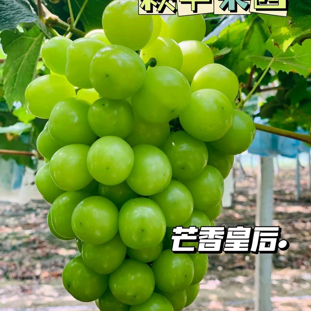 葡萄西施