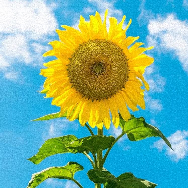 向日葵🌻🌻